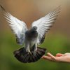 Czym i jak karmić gołębie? – poradnik dla hodowców