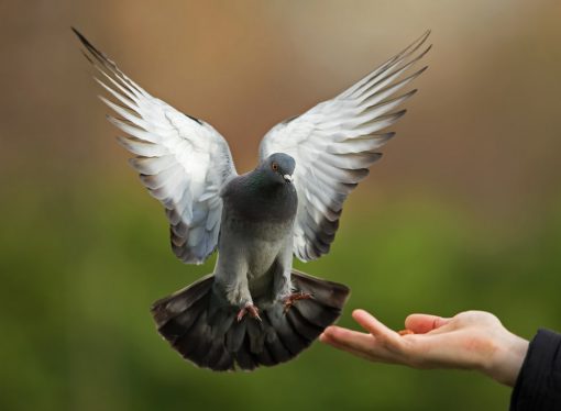 Czym i jak karmić gołębie? – poradnik dla hodowców