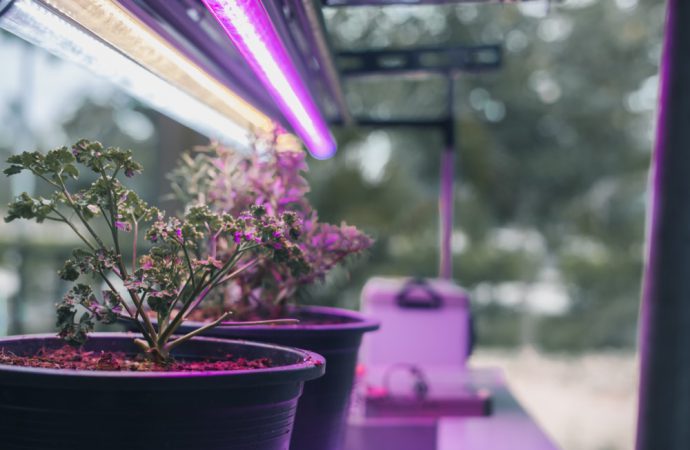 Jak dobrać lampę do uprawy roślin? – oświetlenie LED w roli głównej