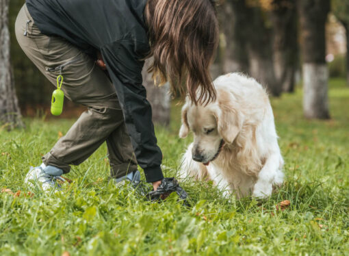Dlaczego warto sprzątać po swoim psie w parku?